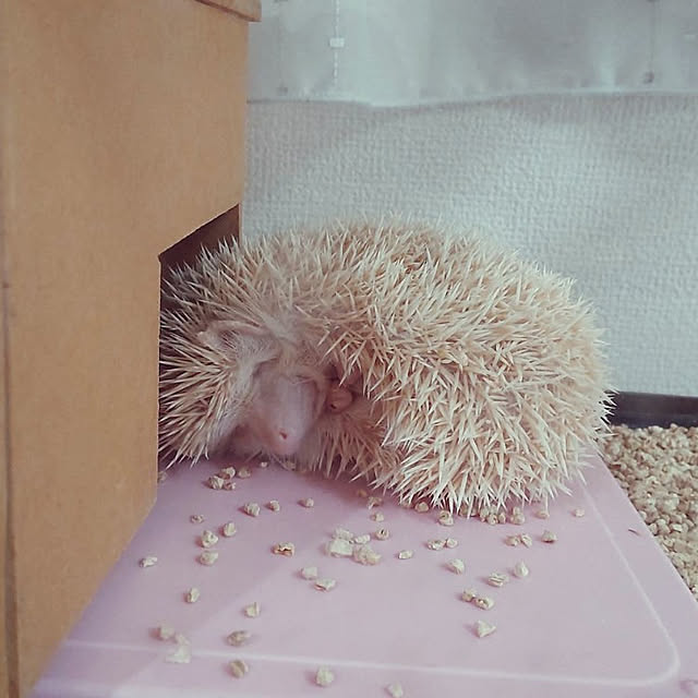 kouさんの実例写真