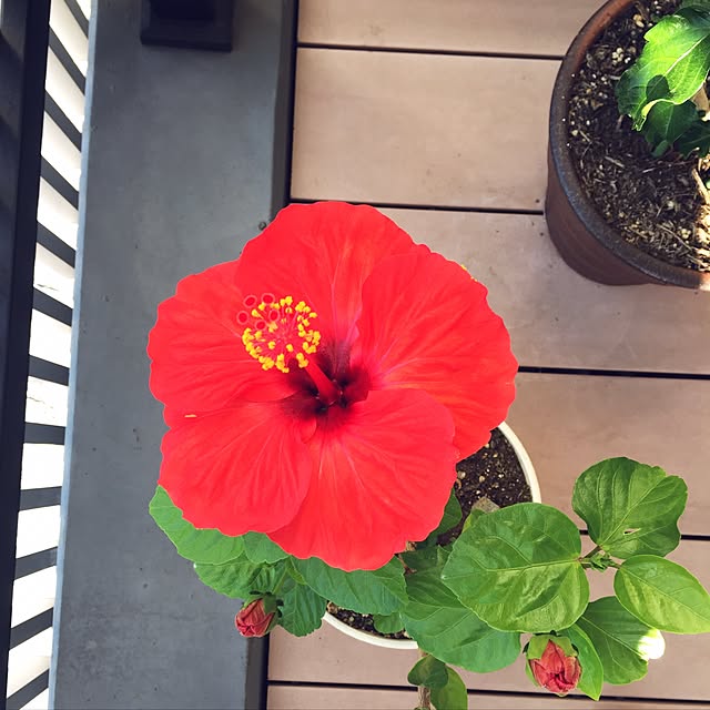 BeeBeeさんの実例写真