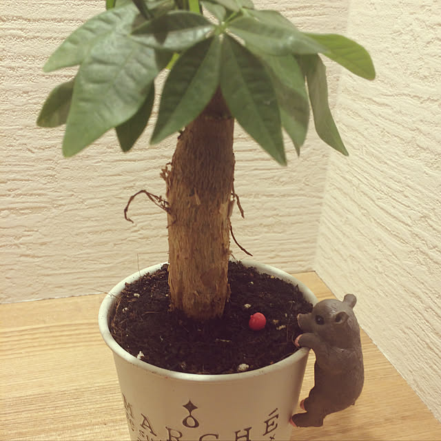 棚/100均/観葉植物のインテリア実例 - 2018-01-25 21:33:45