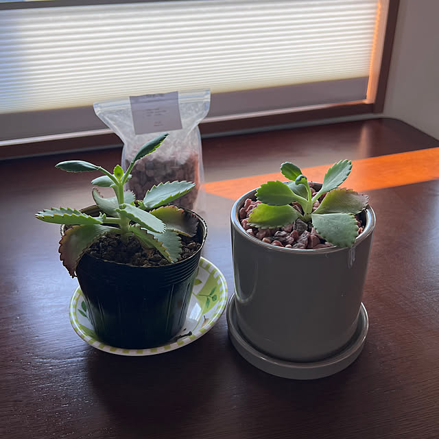 pokowheeさんの部屋