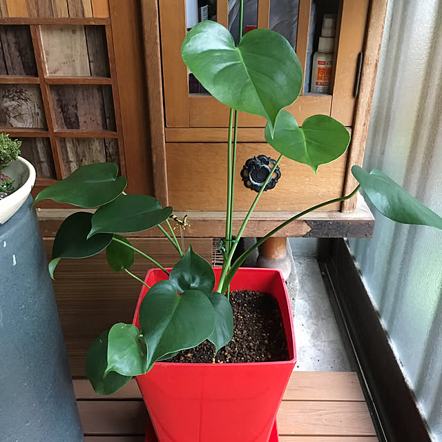 sakuranboさんの実例写真