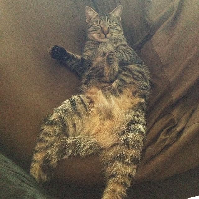pinekonkさんの実例写真