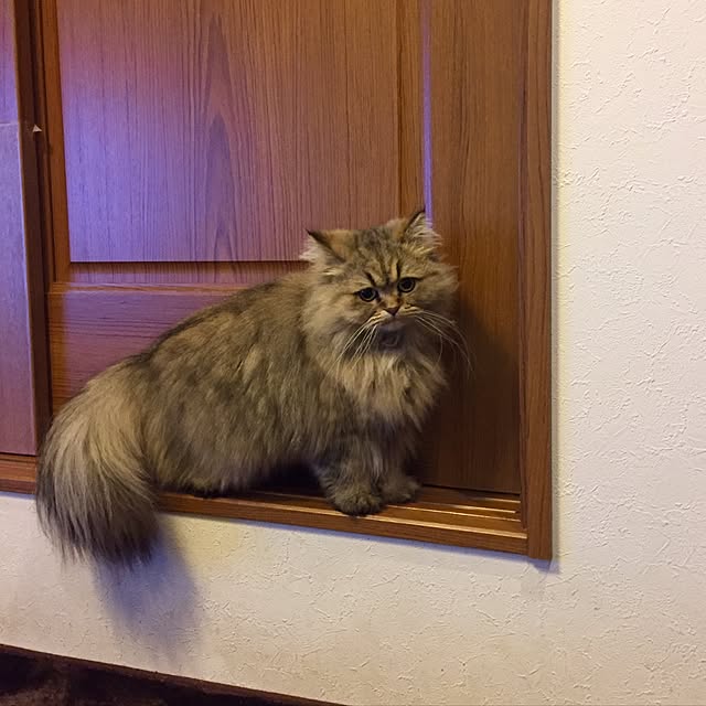 butachanさんの実例写真