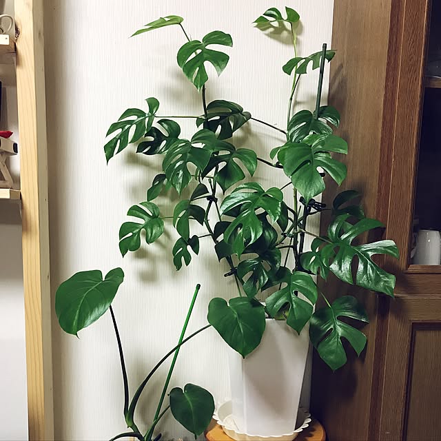 yo-shiさんの実例写真
