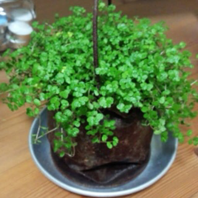 yukkoさんの実例写真