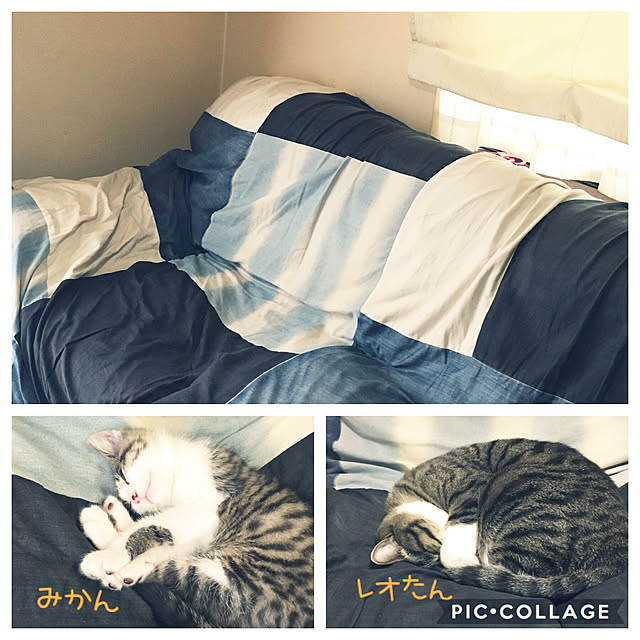 kimikimiさんの実例写真