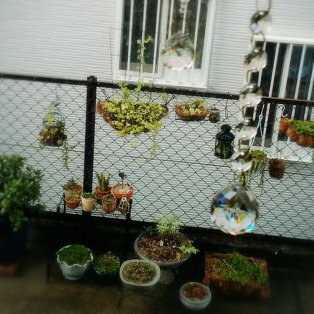 ベッド周り/癒し/サンキャッチャー/多肉植物のインテリア実例 - 2019-08-16 17:50:10