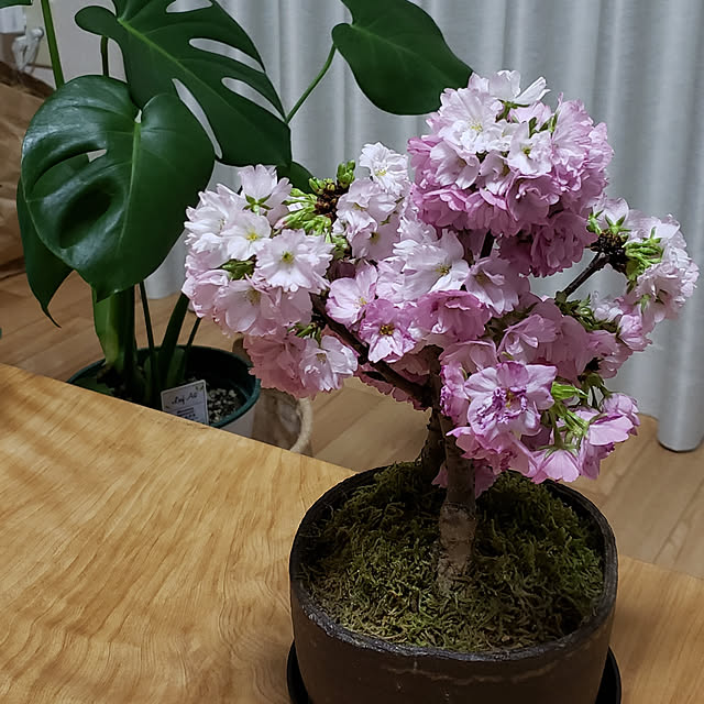 akihimeさんの実例写真