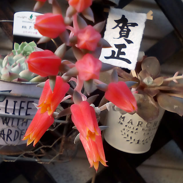 mariagardenさんの実例写真