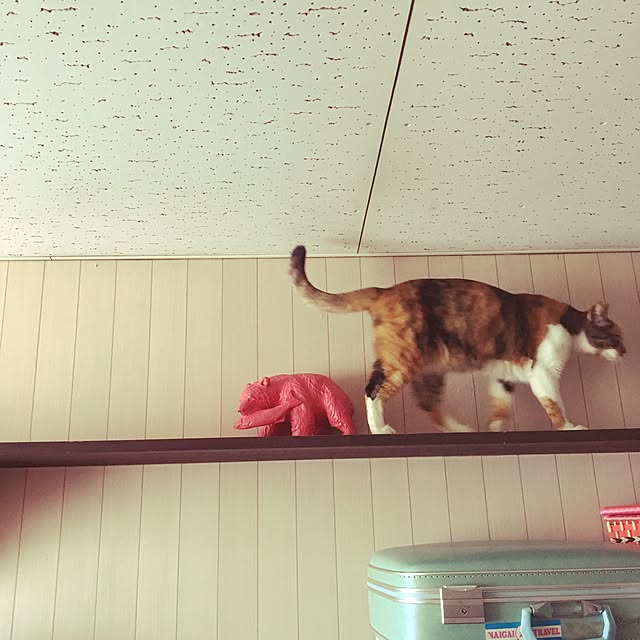 matatabi88さんの実例写真