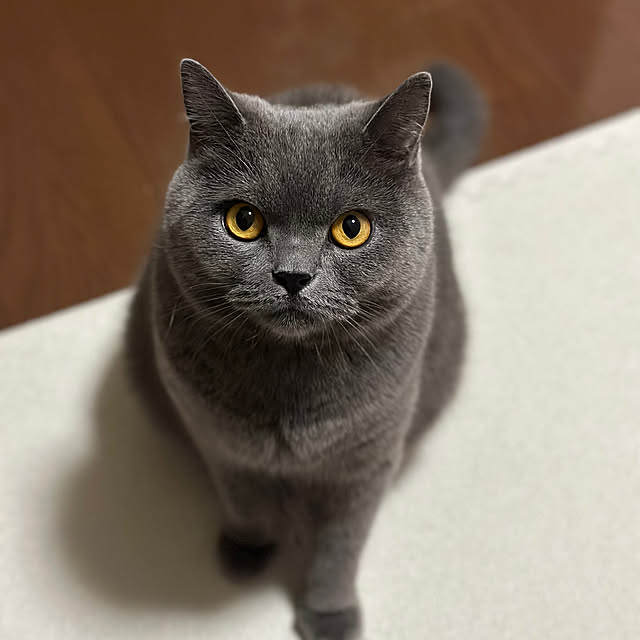 kittyさんの実例写真