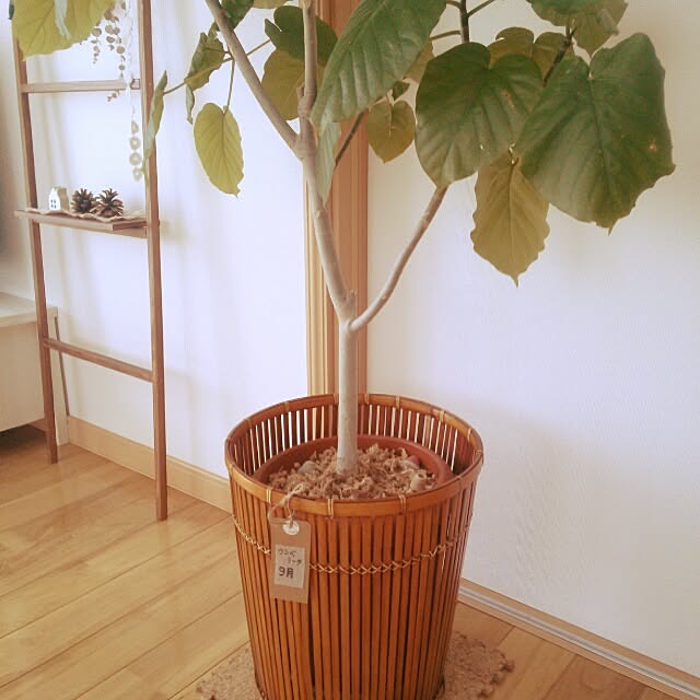 machamiさんの実例写真