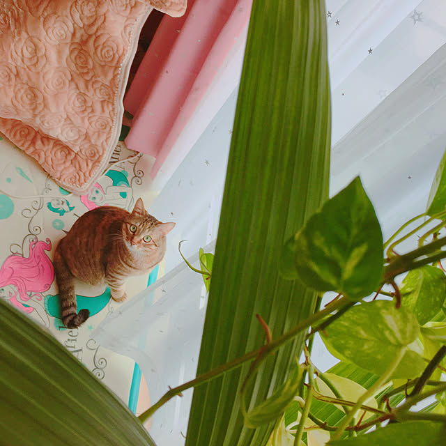 MASAさんの実例写真