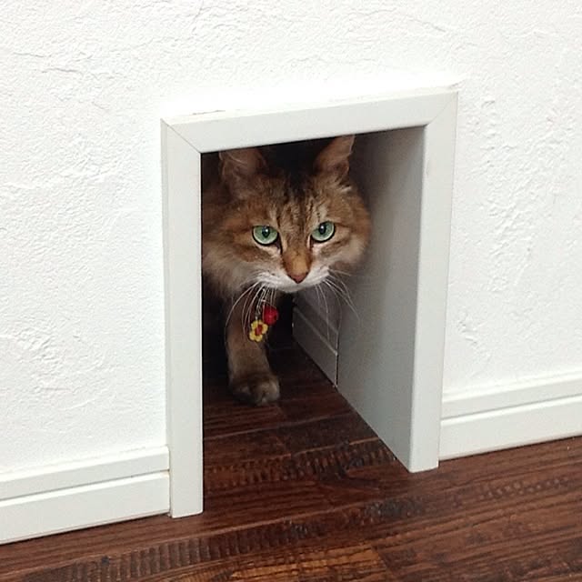 shinさんの実例写真