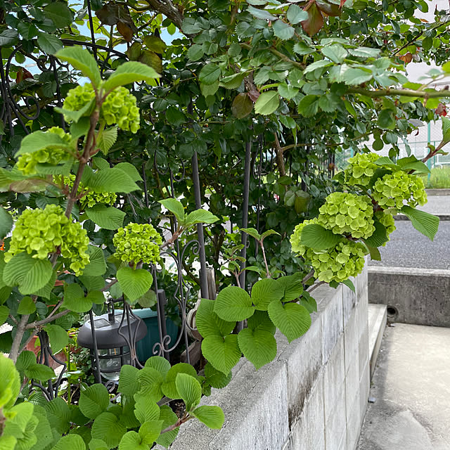 okachanさんの実例写真