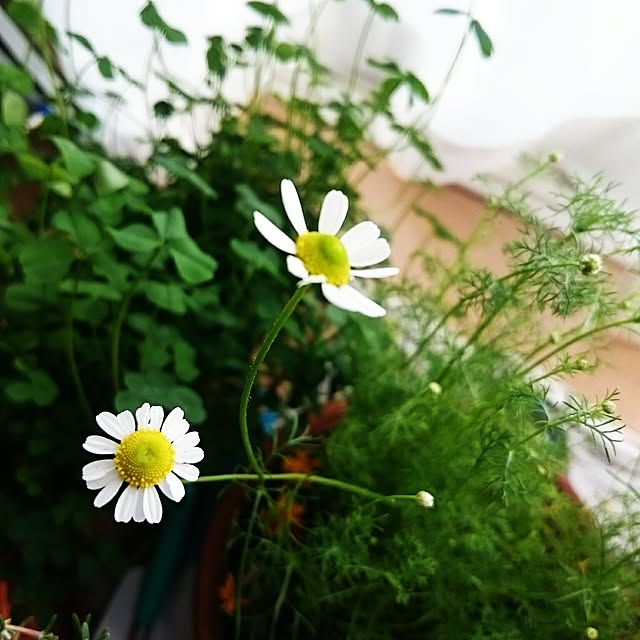 yukalilyさんの実例写真
