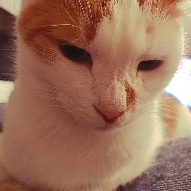 ziziguguさんの実例写真