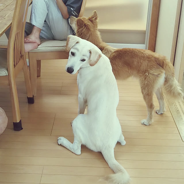 kaoriさんの実例写真
