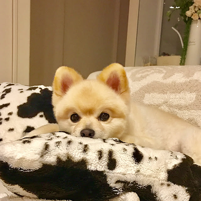 kinakoさんの実例写真