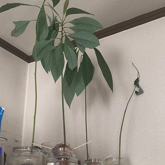 wayumichanさんの実例写真