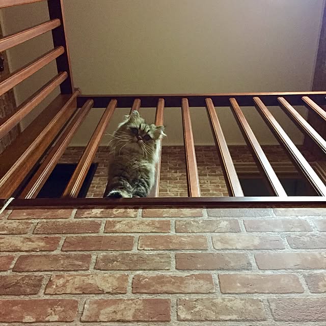 butachanさんの実例写真