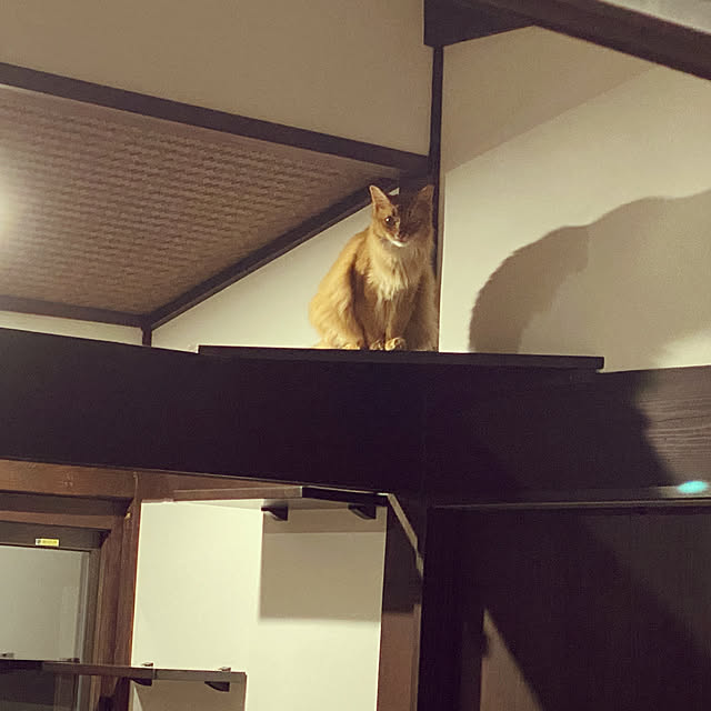 amidalacoreさんの実例写真