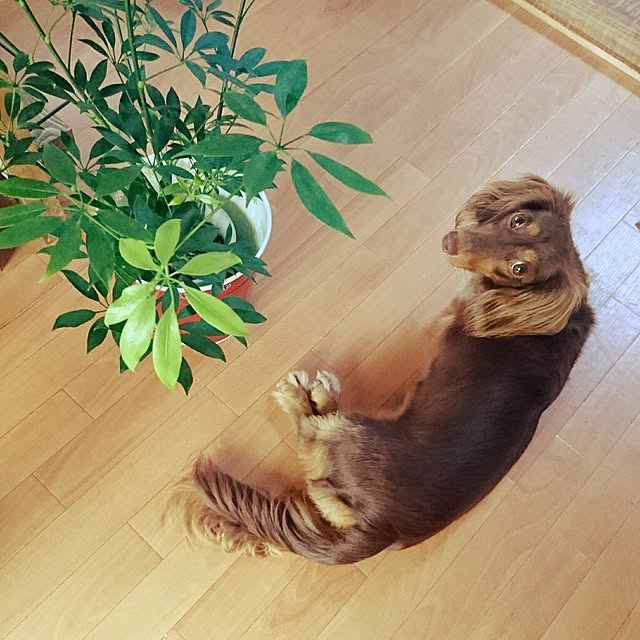 kazoomさんの実例写真