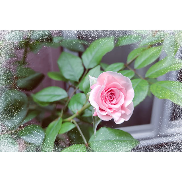 kiraさんの実例写真