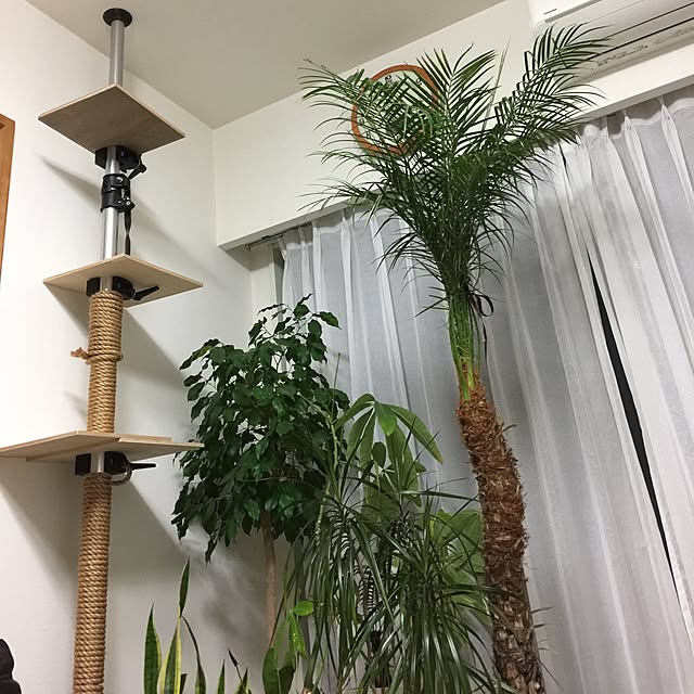 minitomatoさんの実例写真