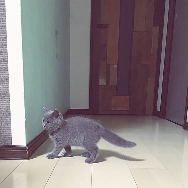 chappiさんの実例写真