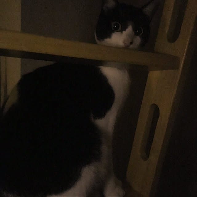 chiisoftさんの実例写真