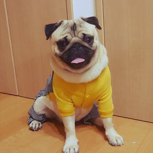 achichiさんの実例写真
