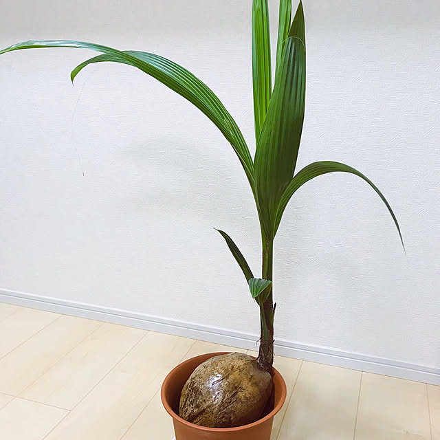Ayuminnさんの実例写真