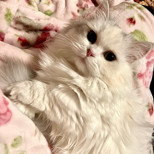 AYUKOさんの実例写真