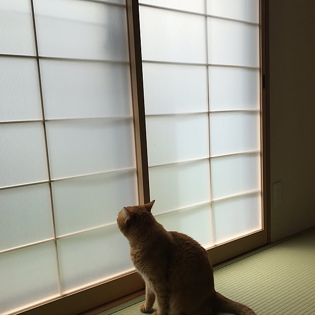 catさんの実例写真