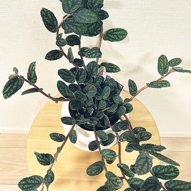 yoyoyoさんの部屋