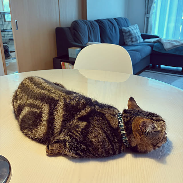 chiiさんの実例写真