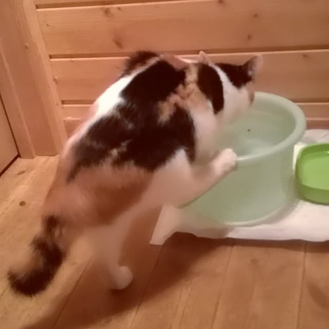 Maki-nekomamireさんの実例写真
