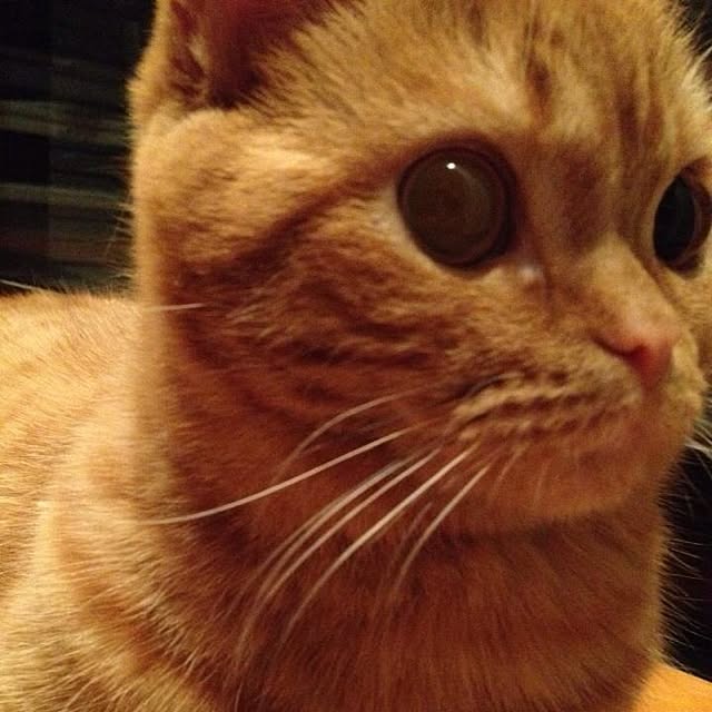 shujiさんの実例写真