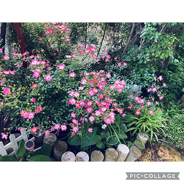 CoCo0617さんの実例写真