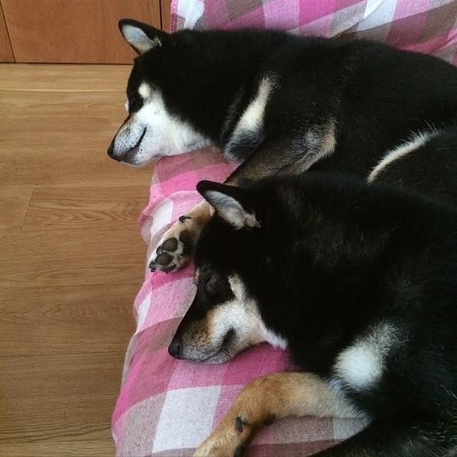 mamesukeさんの実例写真