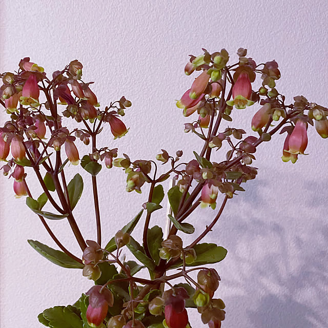 mokumokuさんの実例写真