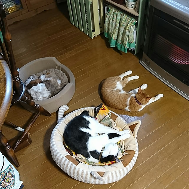 SHIHOさんの実例写真