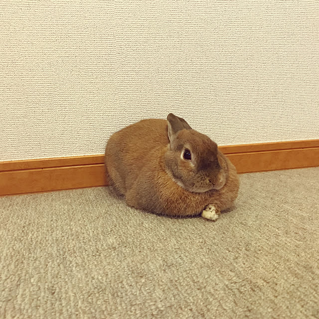 chiyokoさんの実例写真