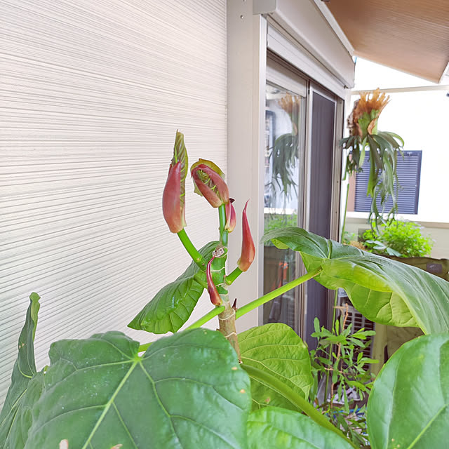 Jijiさんの実例写真