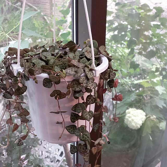 NaNanさんの実例写真
