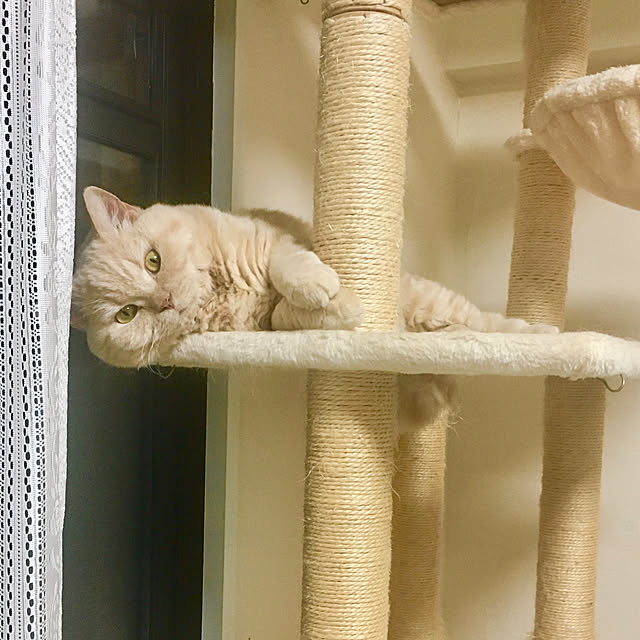 naokoさんの実例写真