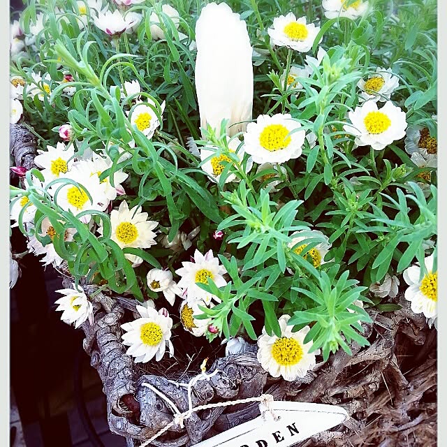 amamiさんの実例写真