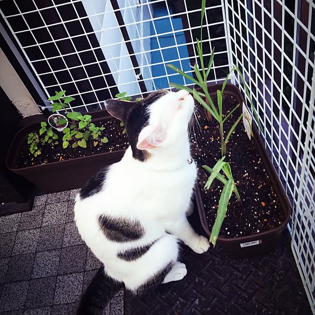 yocchiさんの実例写真