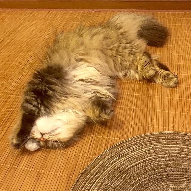 butachanさんの実例写真